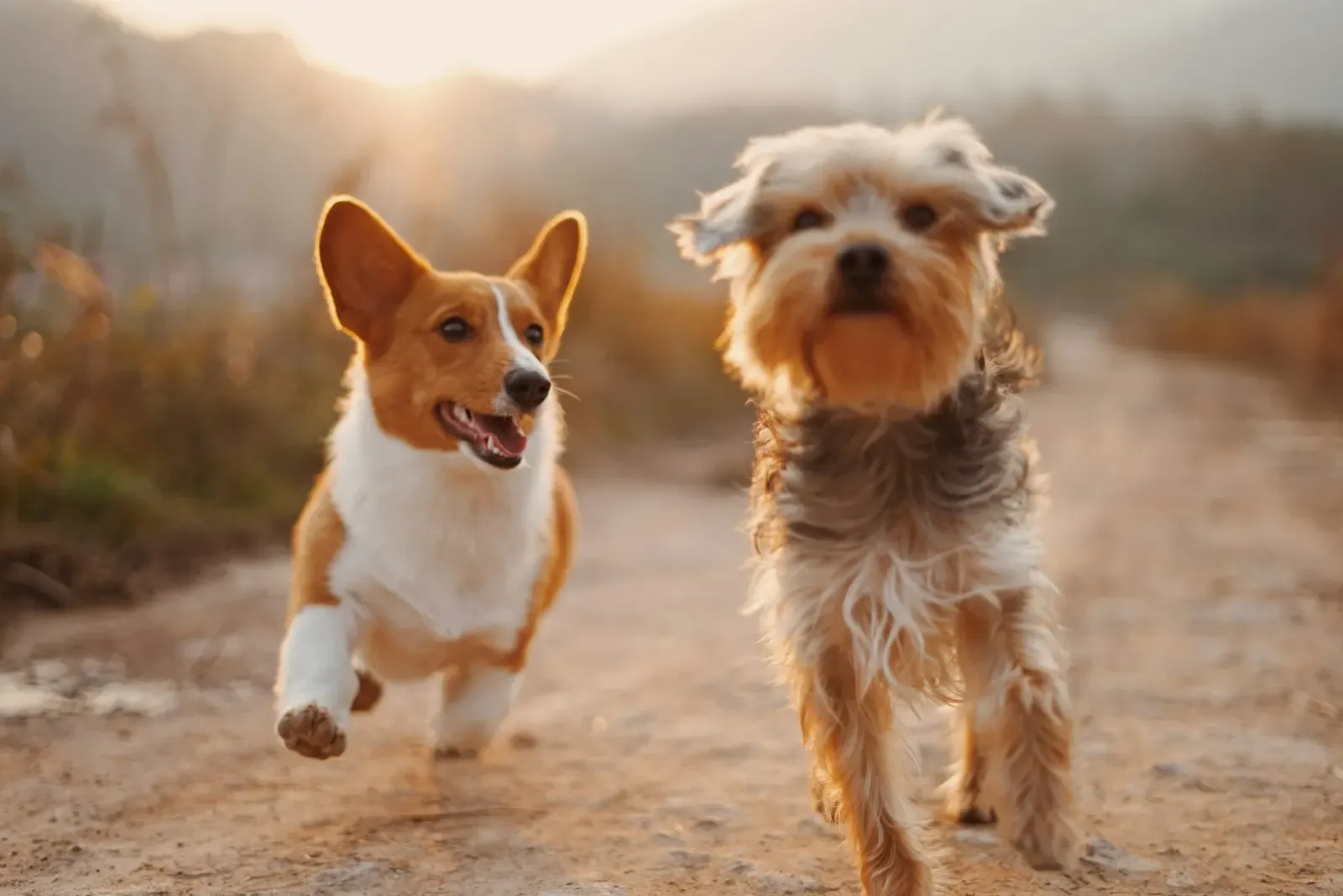 Clínica veterinária para cães e gatos em Portugal — Valado Digital